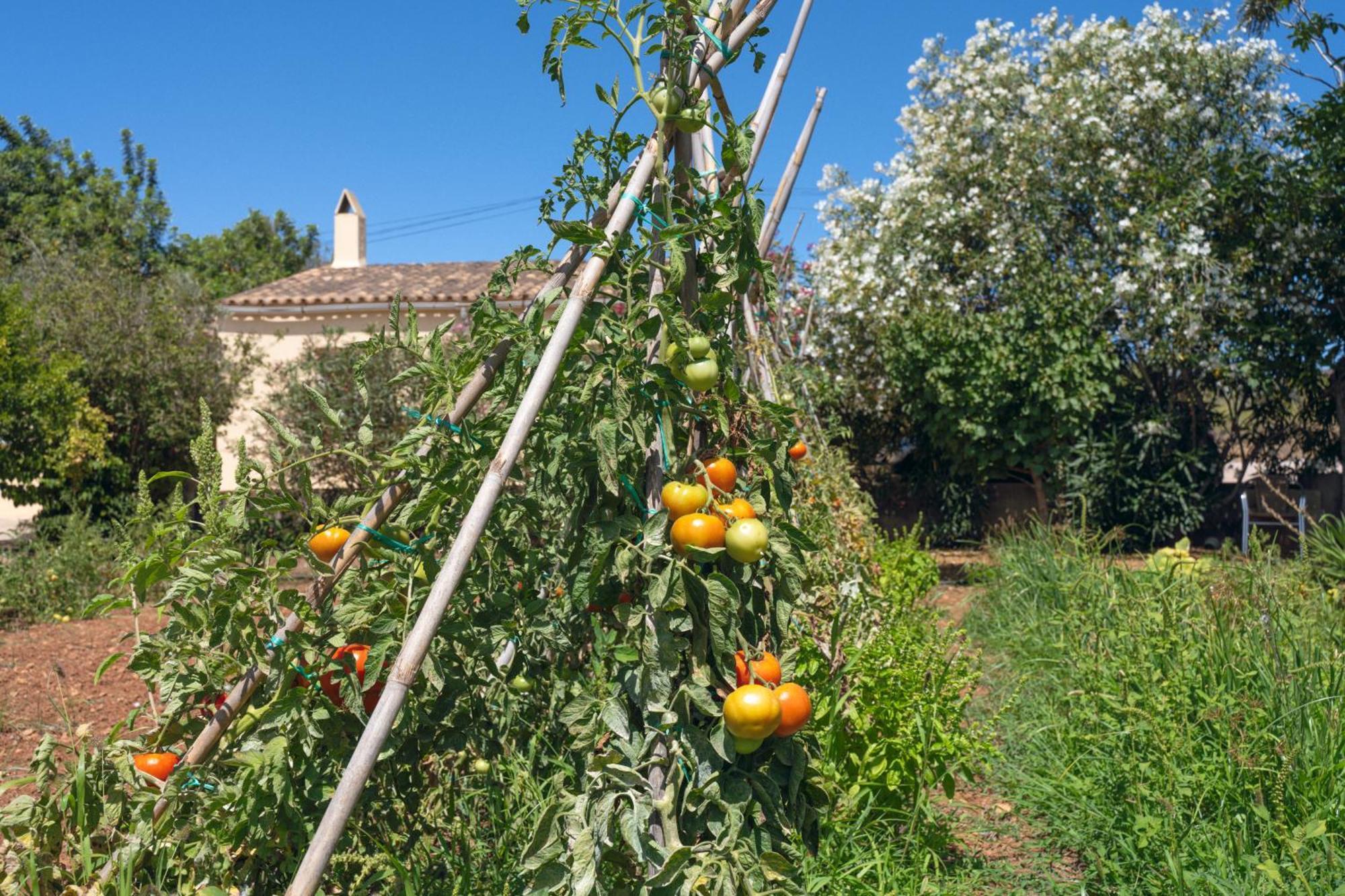 Finca Es Baladre Capdepera  Zewnętrze zdjęcie